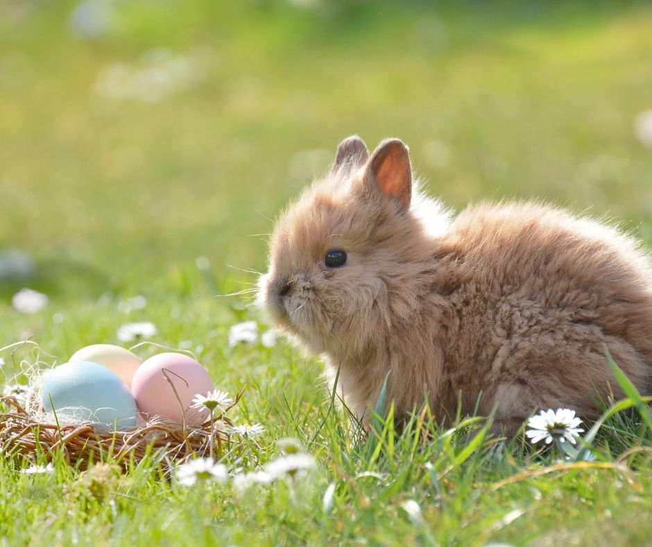bunny easter